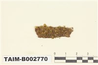 藏品(合葉蘚屬)的圖片